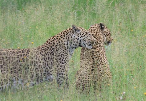 Hunted, Killed and Disappearing From the Wild: The Alarming Fate of ...