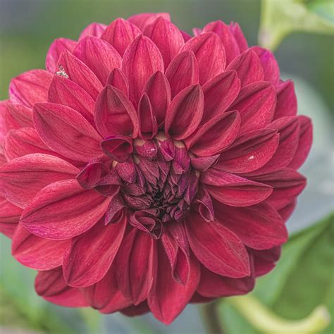 Download wallpaper 2780x2780 flower, bud, petals ipad air, ipad air 2 ...