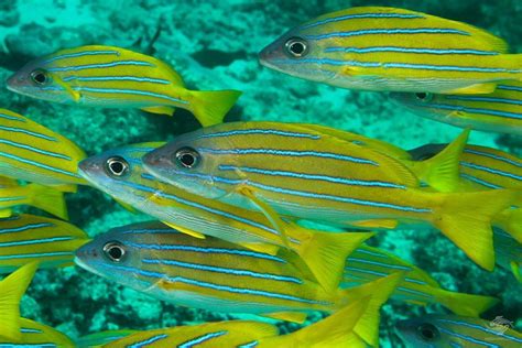 Image result for How to Filet Blue Snapper