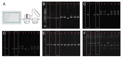 Trypanosoma cruzi STIB980: A TcI Strain for Drug Discovery and Reverse ...