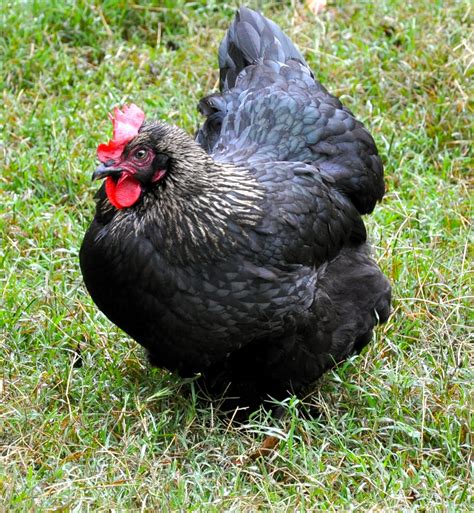 Copper Maran Hen Vs Rooster at James Kettler blog