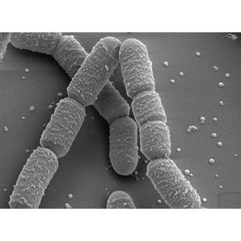 Agriculture Biofertilizers - Mycorrhizal Biofertilizers Manufacturer ...