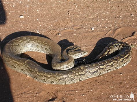 Image result for Namibian Python
