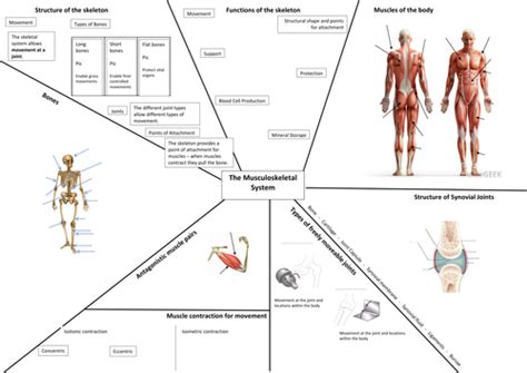 Image result for Musculoskeletal System Concept Map