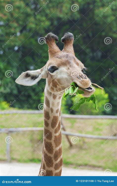 Giraffe eating leaf stock photo. Image of animal, neck - 123101108