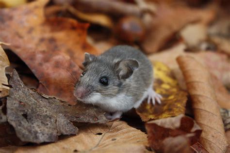 Spongy moth chronicles