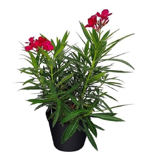 Nerium Oleander Red Flower Plants in Delhi NCR at Best Price