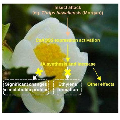 Functional Characterization of An Allene Oxide Synthase Involved in ...