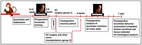 Locomotor Behavior Analysis in Spinal Cord Injured Macaca radiata after ...