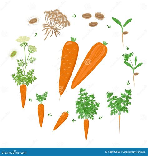 What Is The Life Cycle Of Carrot at Harry Cairns blog