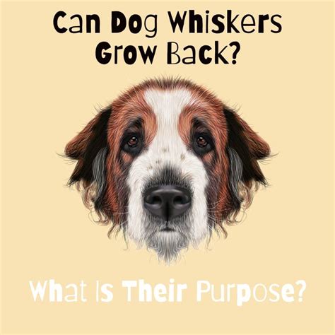 Can Dog Whiskers Grow Back: What Is Their Purpose?
