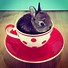 Image result for Bunny Rabbit Tea Cup