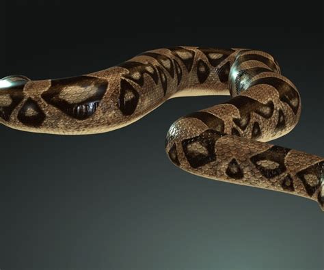 Image result for Python Reptile