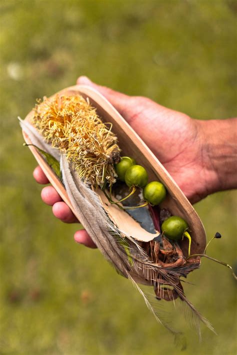 Saltbush Australian Native | 7petals.in