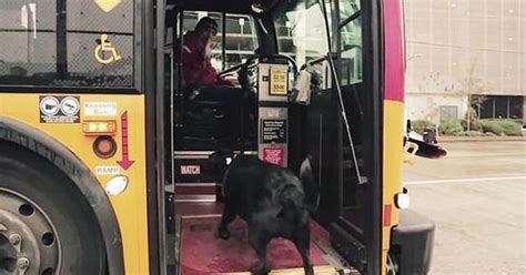 单身狗的坐公交车 - 趣发现 - 故事365