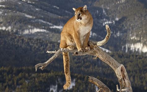 Majestic Cougar in the Wild – HD Animal Wallpaper