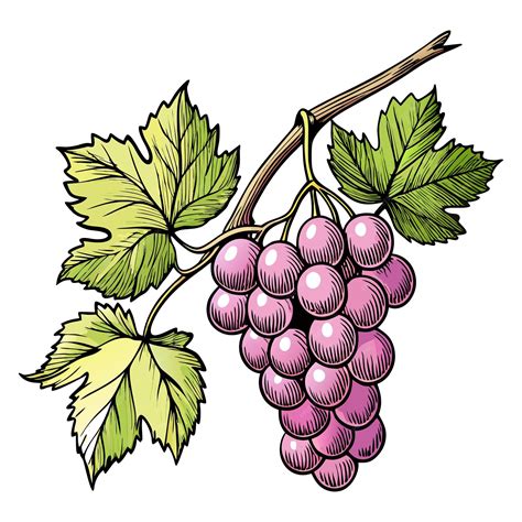 Bunch of Hand drawn grape vine drawing illustration Vintage hand drawn ...