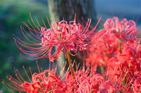 2 Red Spider Lily Bulbs Lycoris Radiata - Etsy | Red spider lily, Lily ...
