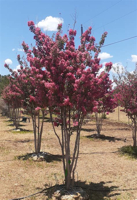 Tuscarora Crape Myrtle (Lagerstroemia indica Tuscarora) | LAWNS Tree Farm