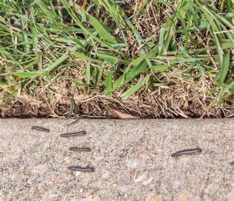 Get Rid Of Fall Armyworms Before They Conquer Your Lawn