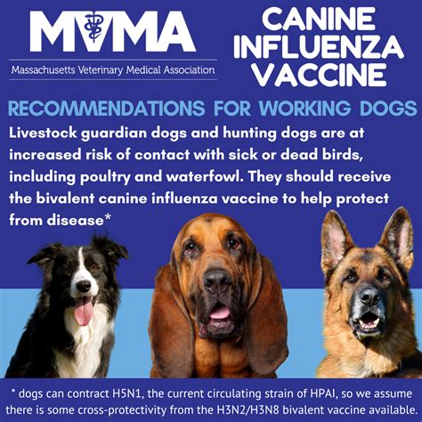 HPAI (Avian Flu) - Massachusetts Veterinary Medical Association