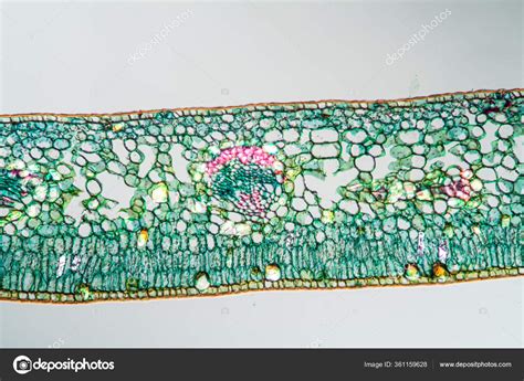 Orange Leaf Cross Section 100X Stock Photo by ©dr.lange.unitybox.de ...