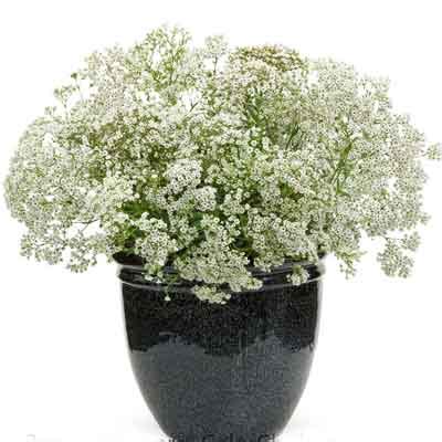 Send Babys Breath Flowers Plant Online in Kerala Same Day Delivery
