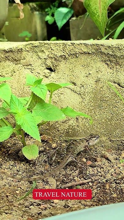 Topo 的图像结果