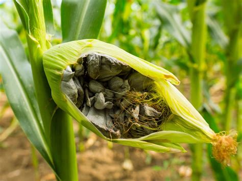 What Is Corn Smut - Tips For Preventing And Treating Corn Smut Disease