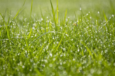 Can You Cut Wet Grass? If So, How Do You Mow A Wet Lawn?