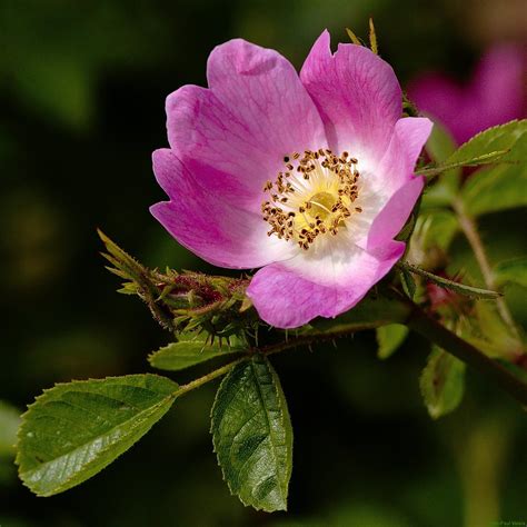 Rose | Roseraie de Barbary, Saint-Vincent (64, France). | Jean-Paul ...