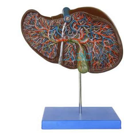 Liver Model JAab