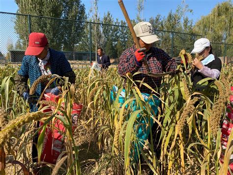 谷子地里采收忙！一起来“围观”他们如何收谷子_北京日报APP新闻