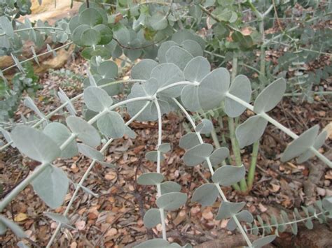 Eucalyptus pulverulenta - Silver-leaved Gum, Silver-leaved Mountain Gum ...