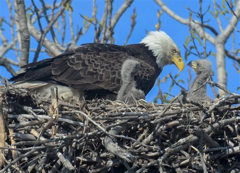 Bald eagle nest population in Ohio, Richland County grows