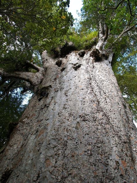 Image result for Biggest Kauri Tree
