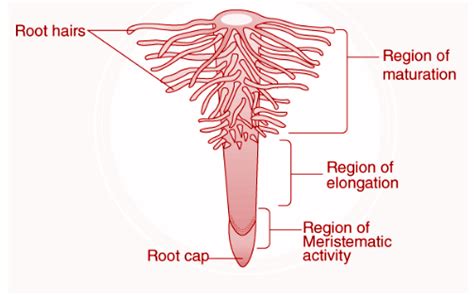 Tap Root System - Agriculture Notes
