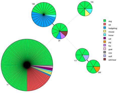 Pathogens | Special Issue : Leptospira infections in Domestic and Wild ...