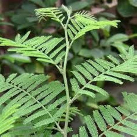 50 Prosopis Cineraria Seeds, Shami Tree Seeds, India | Ubuy