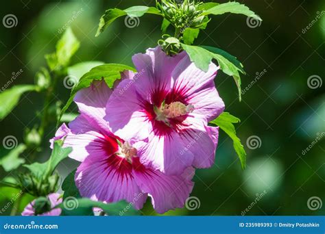 Pink Flowers of Hibiscus Moscheutos Plant Close-up. Hibiscus Moscheutos ...