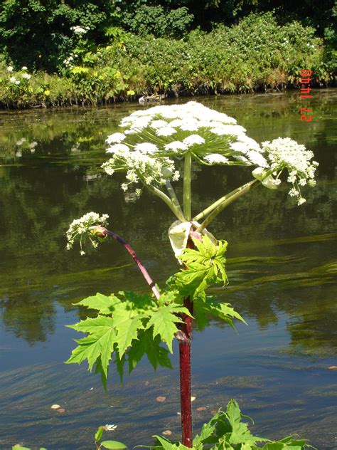 What is cow parsnip cow parsnip growing conditions and more – Artofit