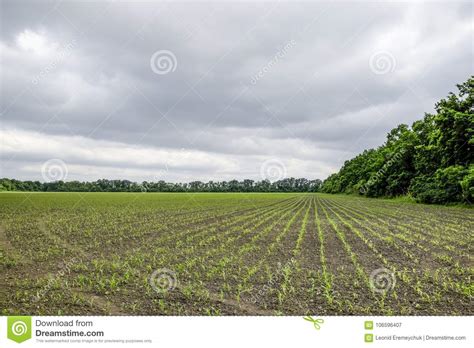 Image result for Small Corn Field