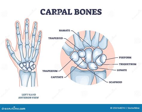 Carpals Diagram Anatomy, Biomechanics, And Loads Of The Wrist Joint