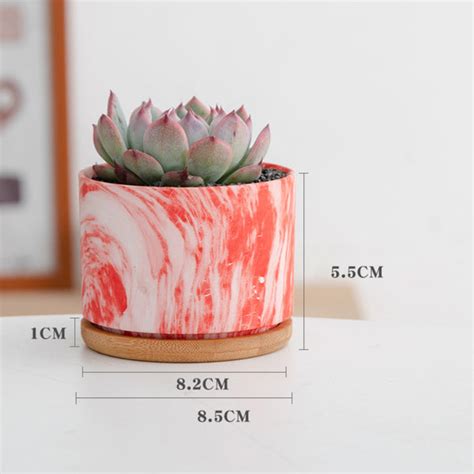 Succulent Plant Pot Online - Premium Planter | Nestasia