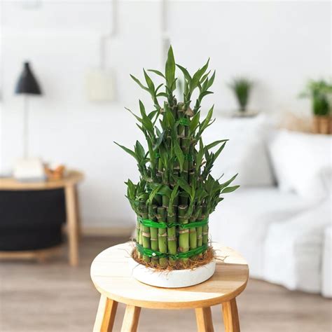Buy 4 Layer Lucky Bamboo Plant online at best price