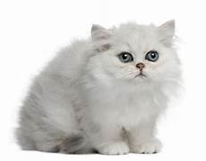immagini di gatti persiani cat 3 months sitting stock photo image of immagini di gatti persiani cat 3 months sitting stock photo image of