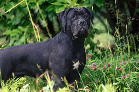 The Cutest Black Dog Breeds to Adopt in 2021 | Reader's Digest