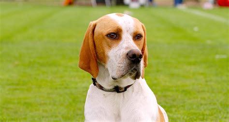 Image result for Pointer Pointer.com