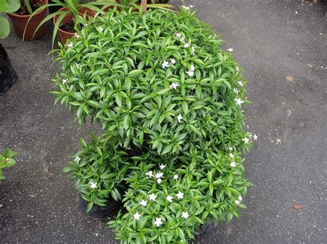 ROYAL LAND Live Dwarf Plant Crape Jasmine Tabernaemontana Coronaria ...