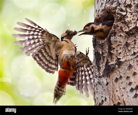 Feeding young bird hi-res stock photography and images - Alamy